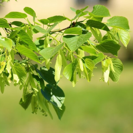 Lime tree (Tilia cordata) 2L