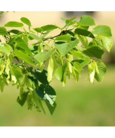 Lime tree (Tilia cordata) 2L