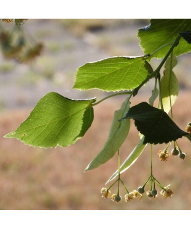 Lime tree (Tilia cordata) 2L