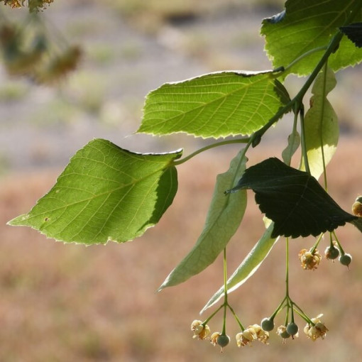 Lime tree (Tilia cordata) 2L