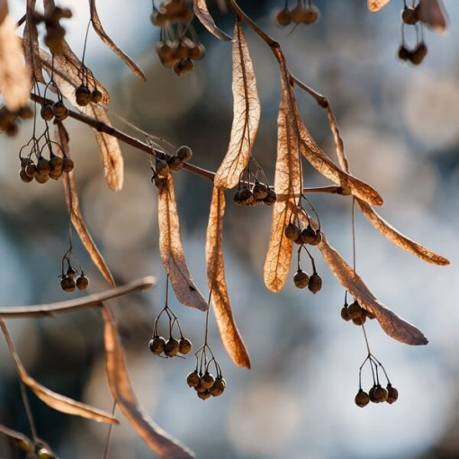 Lime tree (Tilia cordata) 2L