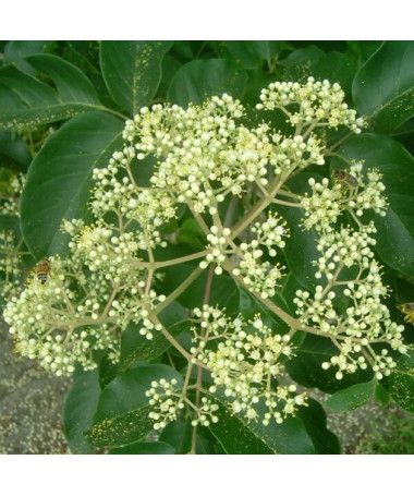 Velvet Evodia (Evodia suaveolens) 2L container