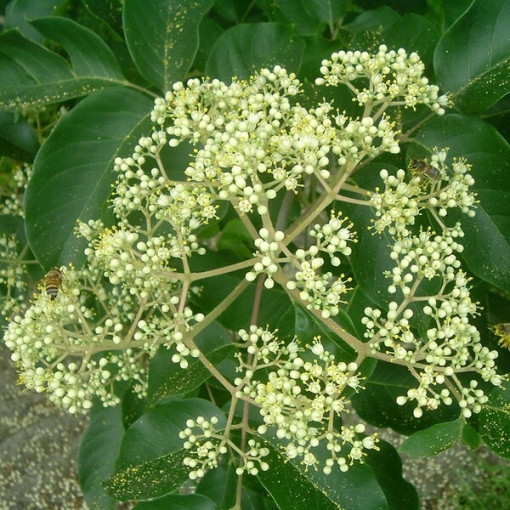 Velvet Evodia (Evodia suaveolens) 2L container