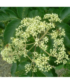 Velvet Evodia (Evodia suaveolens) 2L container