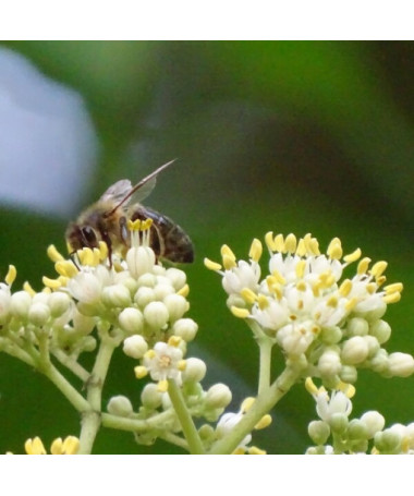 Velvet Evodia (Evodia suaveolens) 2L container