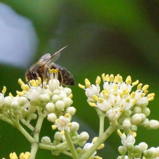 Velvet Evodia (Evodia suaveolens) 2L container