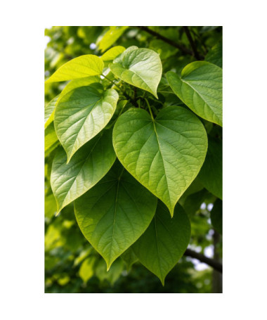 Catalpa, 2L container