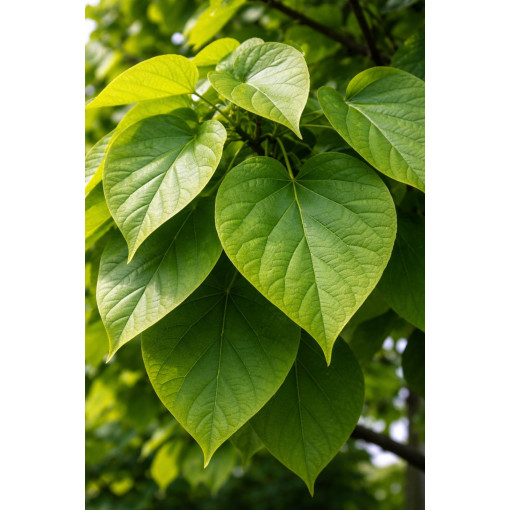 Catalpa, 2L container