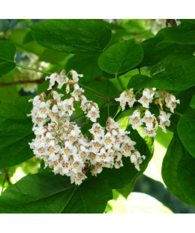 Catalpa, 2L container