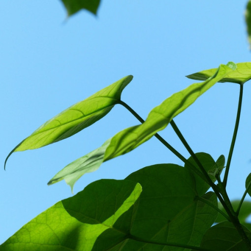 Catalpa, 2L container