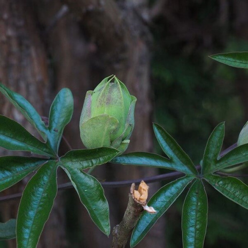 Passionflower (Passiflora) 'Victoria' pot, 4L