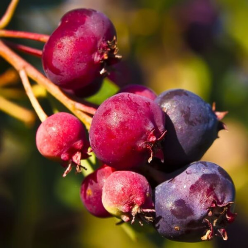 Saskatoon (Amelanchier lamarckii) pot, 2L