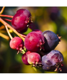 Saskatoon (Amelanchier lamarckii) pot, 2L