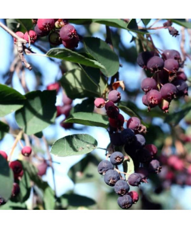 Saskatoon (Amelanchier lamarckii) pot, 2L