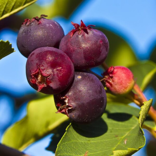 Saskatoon (Amelanchier lamarckii) pot, 2L