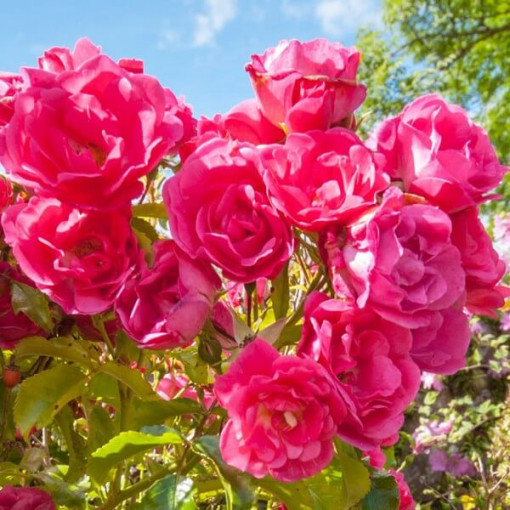 Floribunda Rose 'The Fairy' pot, 2L