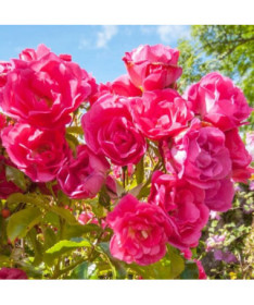 Floribunda Rose 'The Fairy' pot, 2L