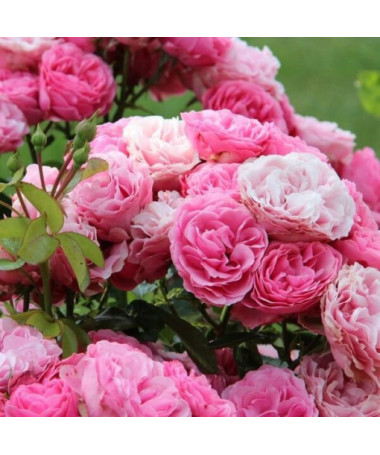 Floribunda Rose 'The Fairy' pot, 2L