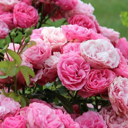 Floribunda Rose 'The Fairy' pot, 2L