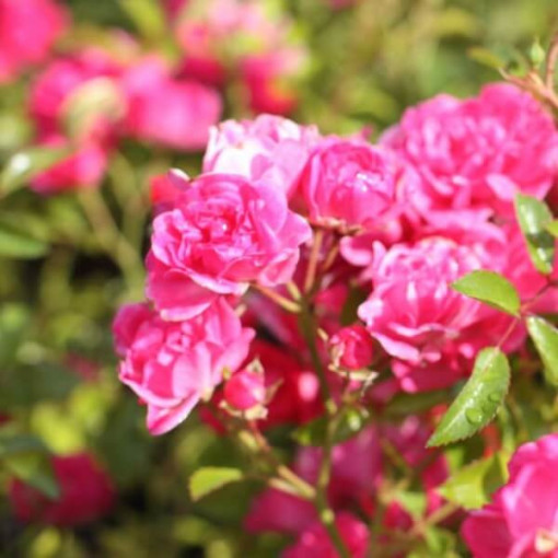 Floribunda Rose 'The Fairy' pot, 2L