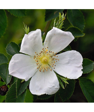 Wild Rose Alba pot, 2L