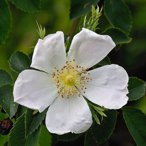 Wild Rose Alba pot, 2L