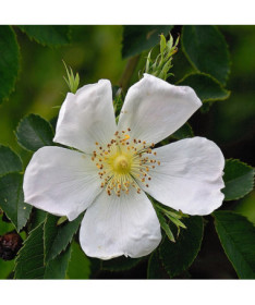 Wild Rose Alba pot, 2L