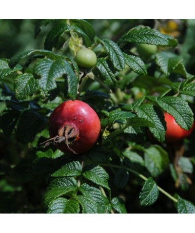 Wild Rose Alba pot, 2L