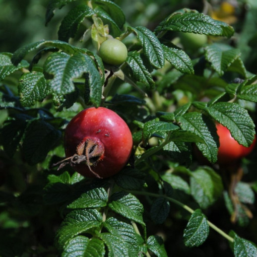 Wild Rose Alba pot, 2L