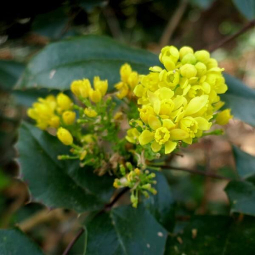 Mahonia pot, 2L