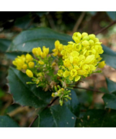 Mahonia pot, 2L
