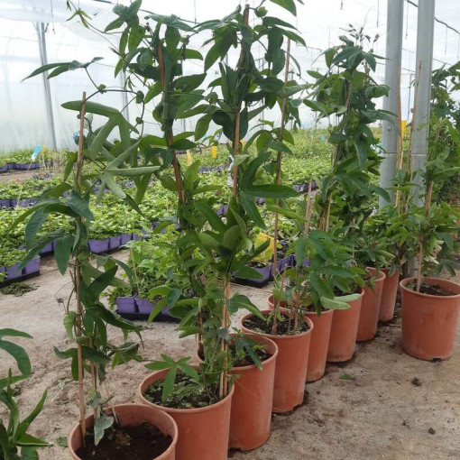 Passionflower (Passiflora) 'Victoria' pot, 4L