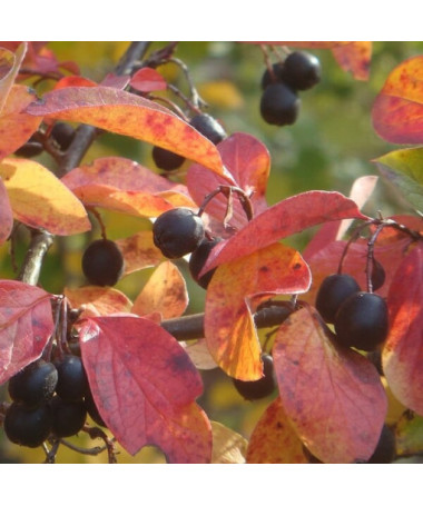 Cotoneaster potted 2L