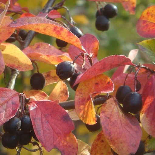 Cotoneaster potted 2L