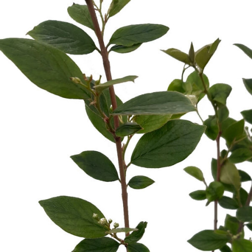 Cotoneaster potted 2L