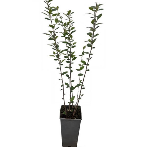 Cotoneaster potted 2L