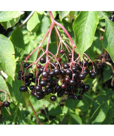 Black elderberry pot, 2L