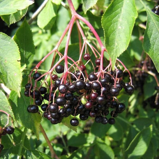 Black elderberry pot, 2L