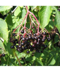 Black elderberry pot, 2L