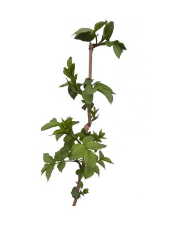 Black elderberry pot, 2L