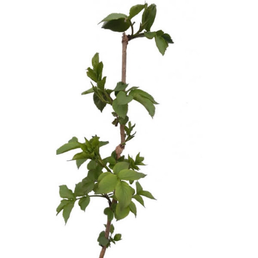 Black elderberry pot, 2L