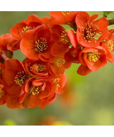 Japanese Quince 'Sargentii' pot, 2L