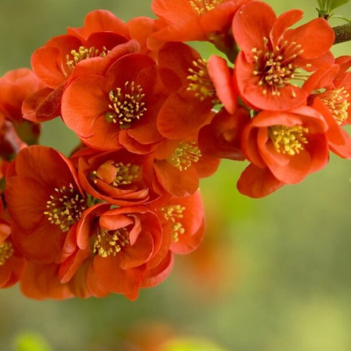 Japanese Quince 'Sargentii' pot, 2L