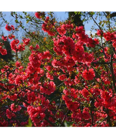 Japanese Quince 'Sargentii' pot, 2L