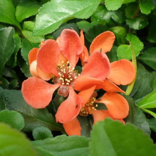 Japanese Quince 'Sargentii' pot, 2L