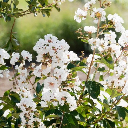 Lagerstroemia Indian White (Crape Myrtle) pot, 2L