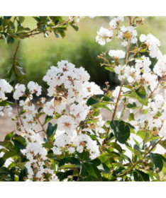 Lagerstroemia Indian White (Crape Myrtle) pot, 2L