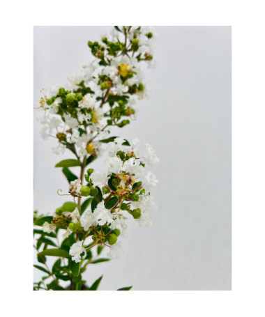 Lagerstroemia Indian White (Crape Myrtle) pot, 2L