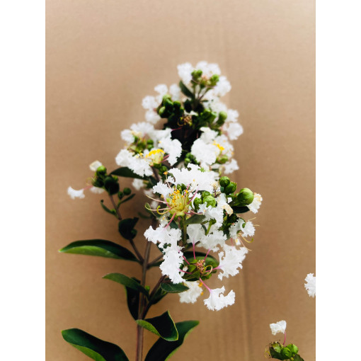 Lagerstroemia Indian White (Crape Myrtle) pot, 2L