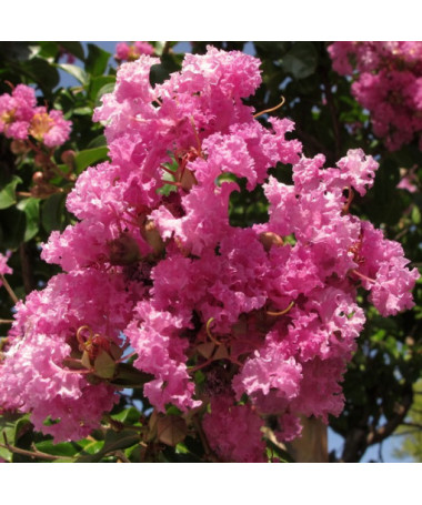 Lagerstroemia Indian (Crape Myrtle) pot, 4L